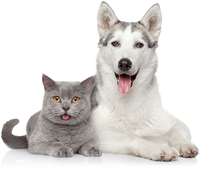 Emotional Support Dog Registration - How to Register Emotional Support  Animal