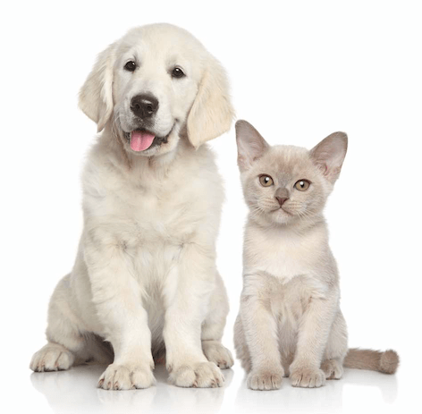 Support Pets - Emotional Support Animal Specialists - Official ESA® Products and Services - Licensed Doctors in Every State - Take the ESA Quiz to Qualify Today! Support Pets - Emotional Support Animal Specialists - Official ESA® Products and Services - Licensed Doctors in Every State - Take the ESA Quiz to Qualify Today!