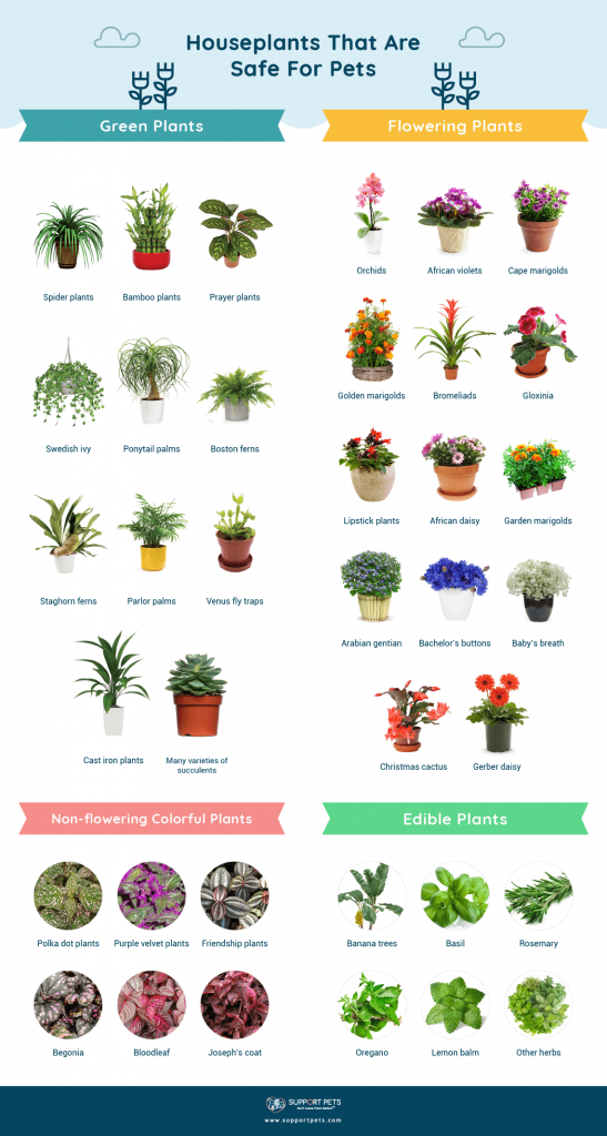 Bring on the Green: Houseplants That Are Safe for Pets - Support Pets