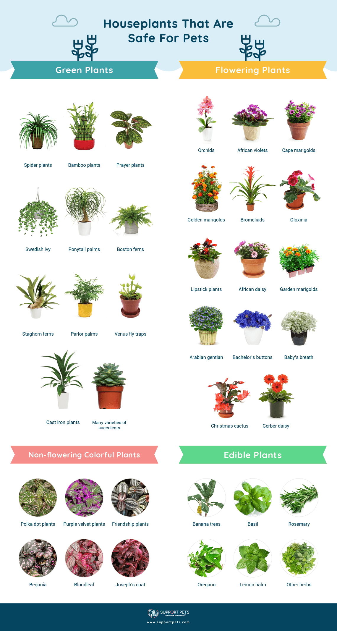 Houseplants Safe For Pets