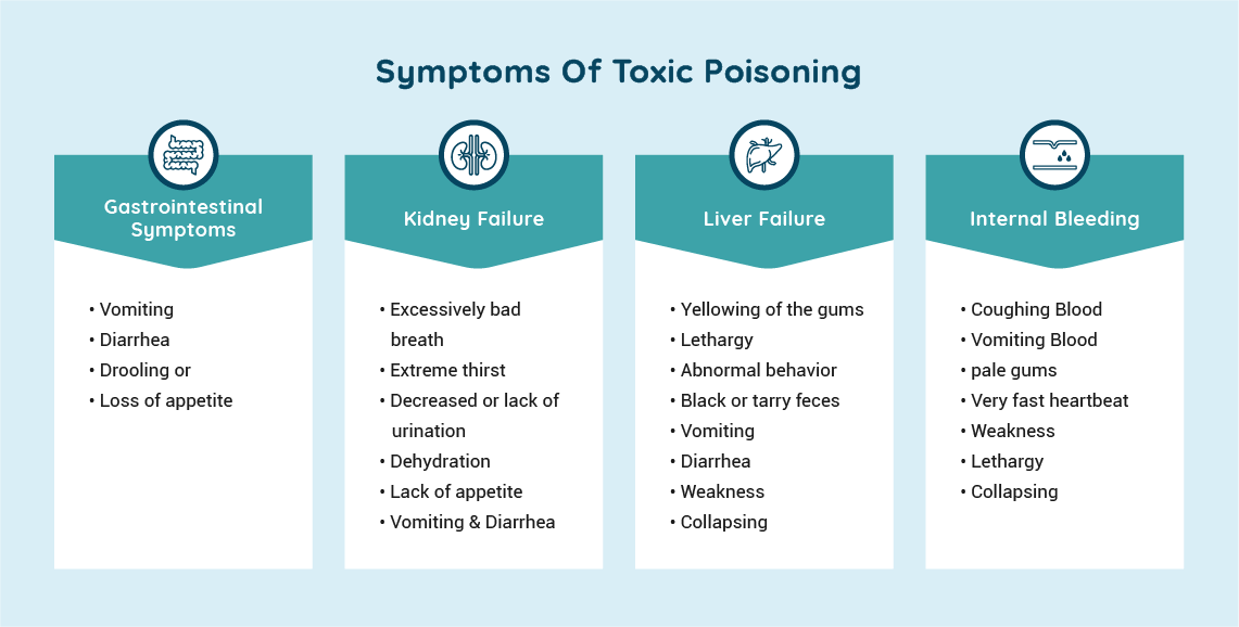 Symptoms of Toxic Poisoning in Pets