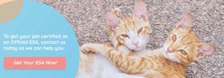 how to keep your cat busy