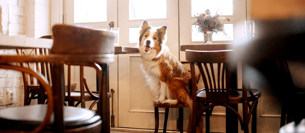 dog sitting on chair