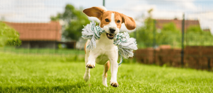 Dog running with rope toy in mouth