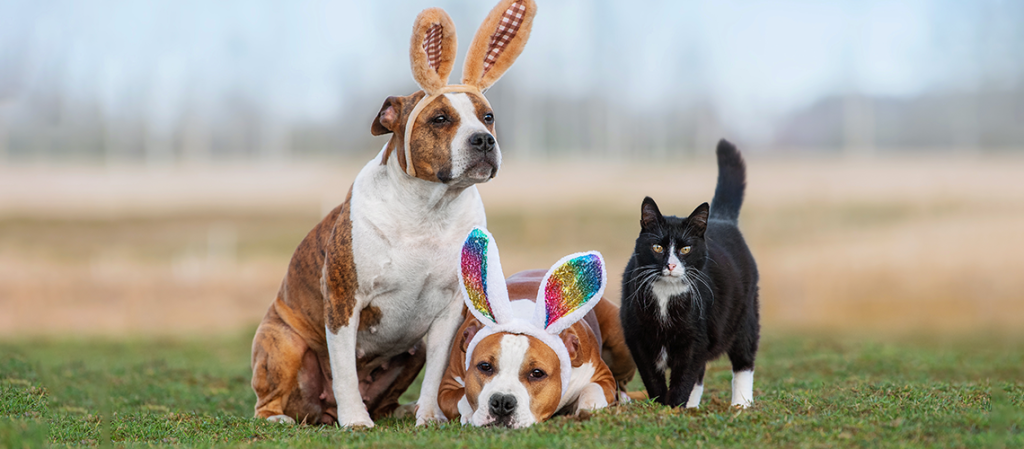 dogs with bunny ears and a cat