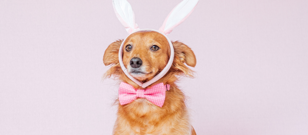 dog in ears and bow tie