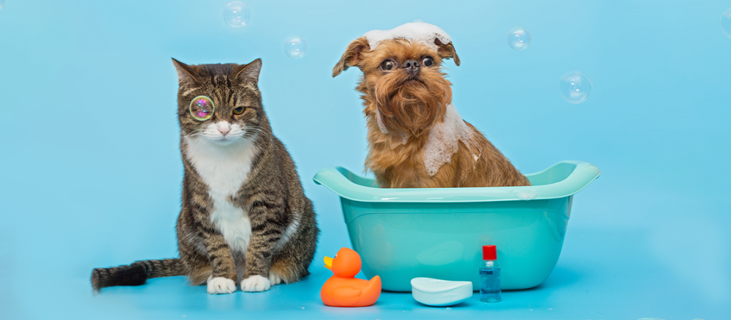 dog and cat in the bath