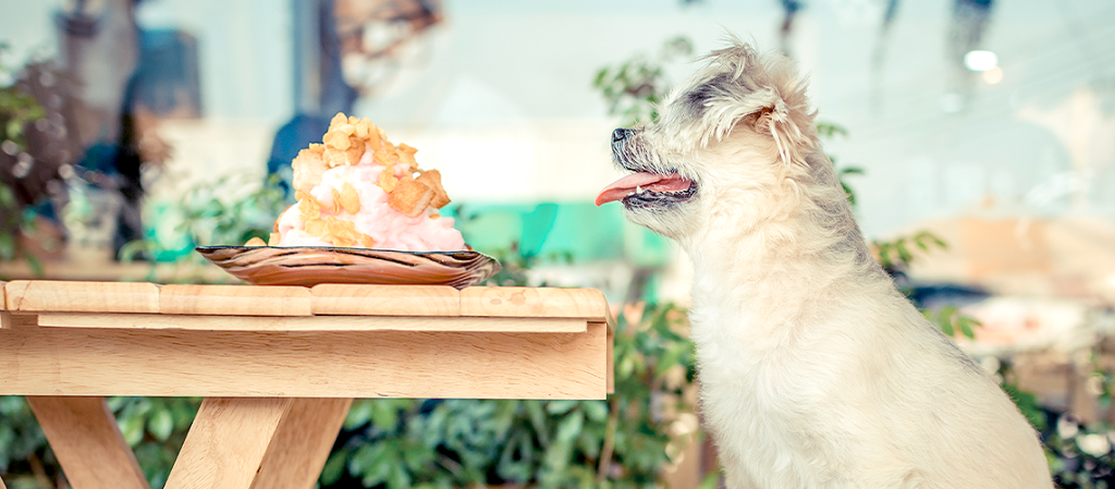 dog seated at table with food