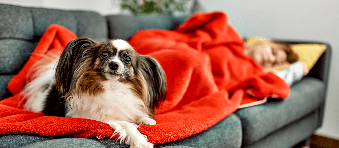 dog on couch with blanket