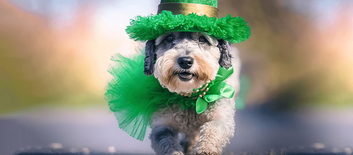dog running in green outfit