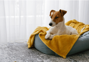 dog on bed