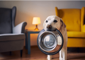 dog holding bowl in mouth