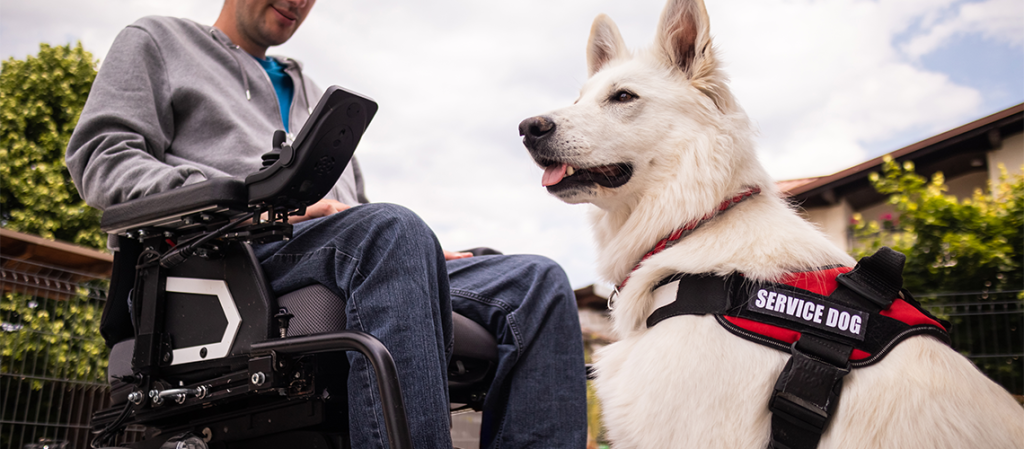 5 Activities To Keep Your Dog Entertained Indoors - ESA Care