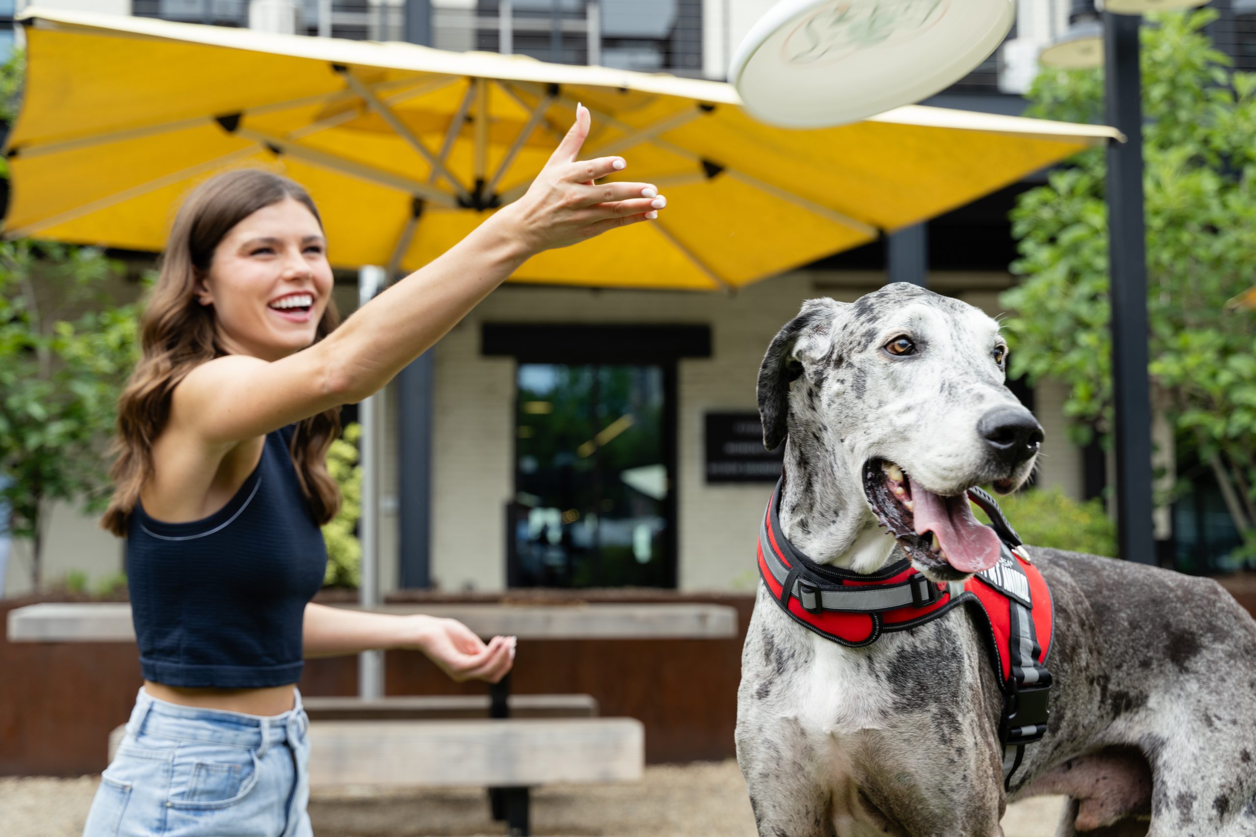 Great dane playing fetch with its owner