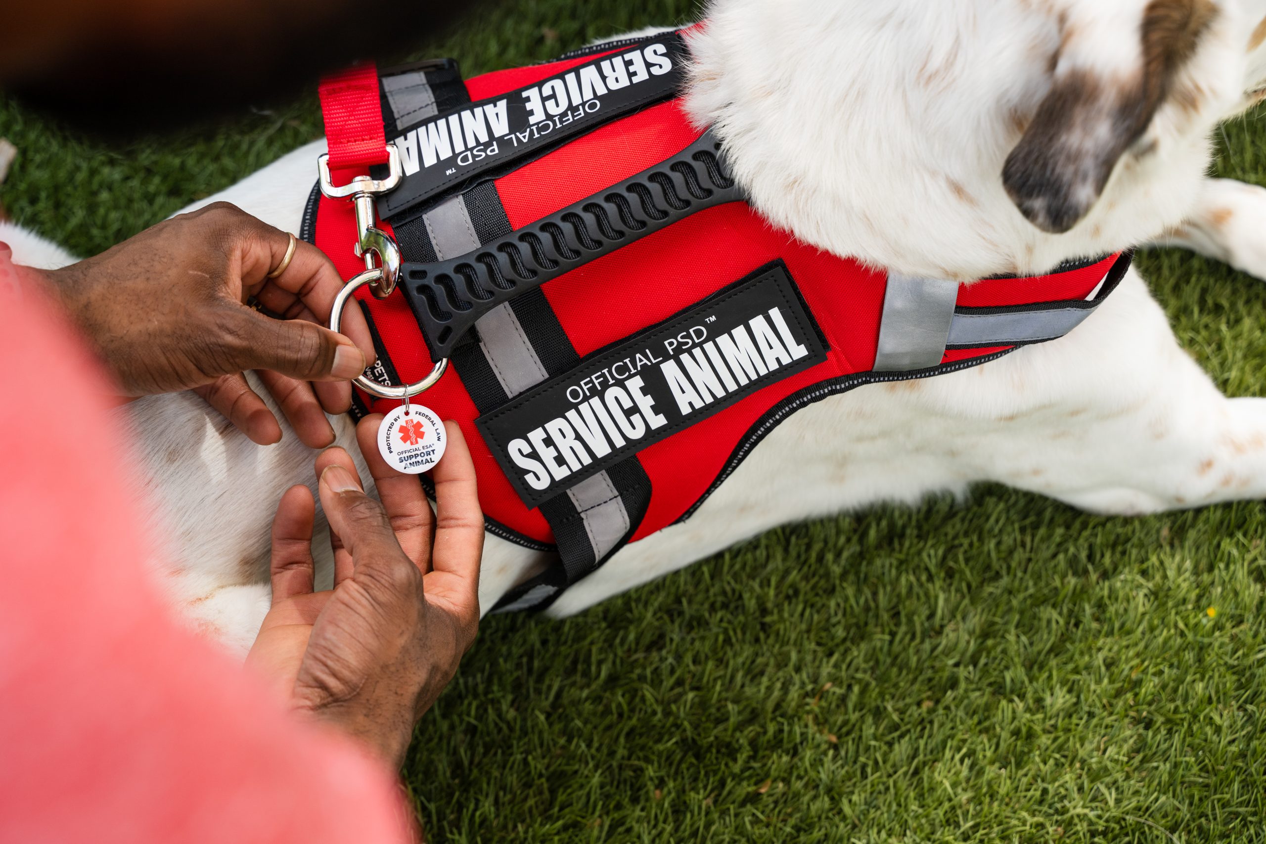 Owner clipping a support pets vest on their dog