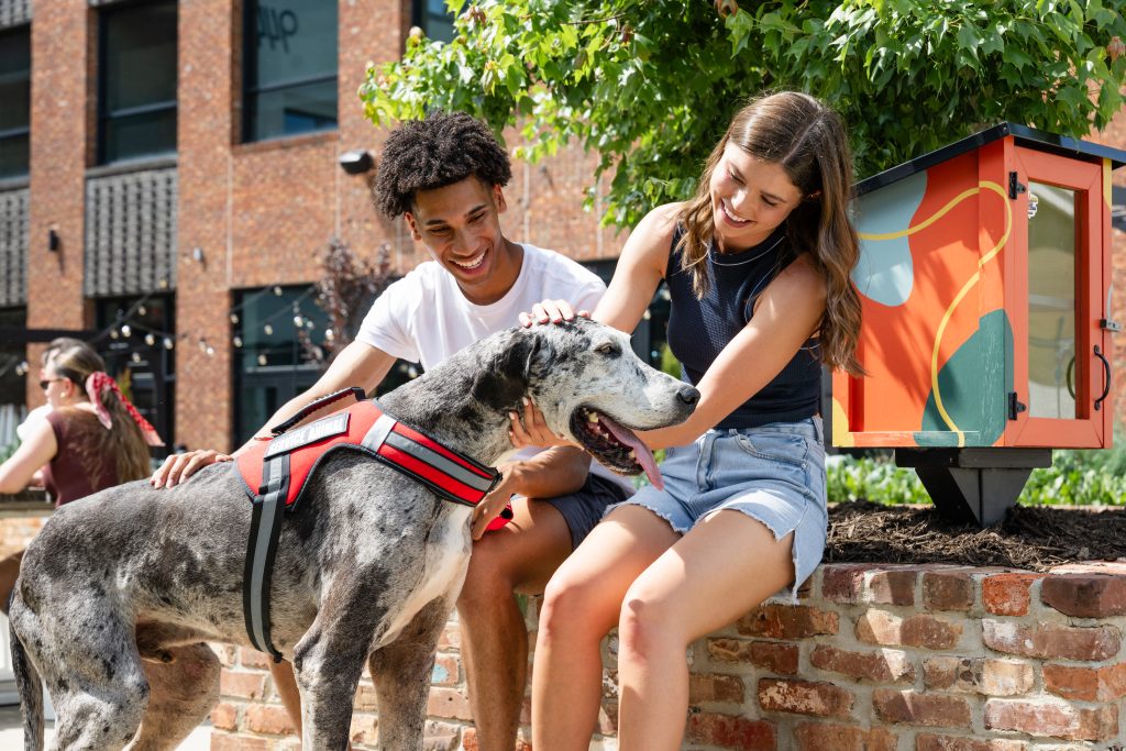 2 friends petting a great dane