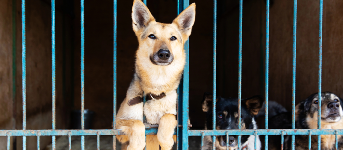 1.01-1140×500-Support Pets-CL-210339 1.01-1140x500-Support Pets-CL-210339