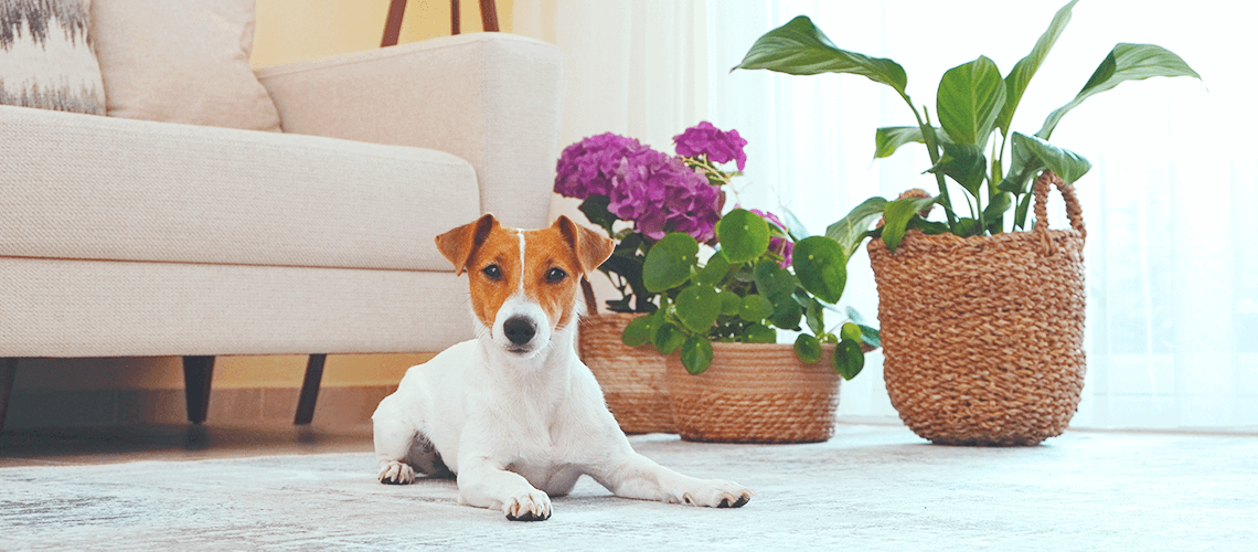 dog with safe houseplants