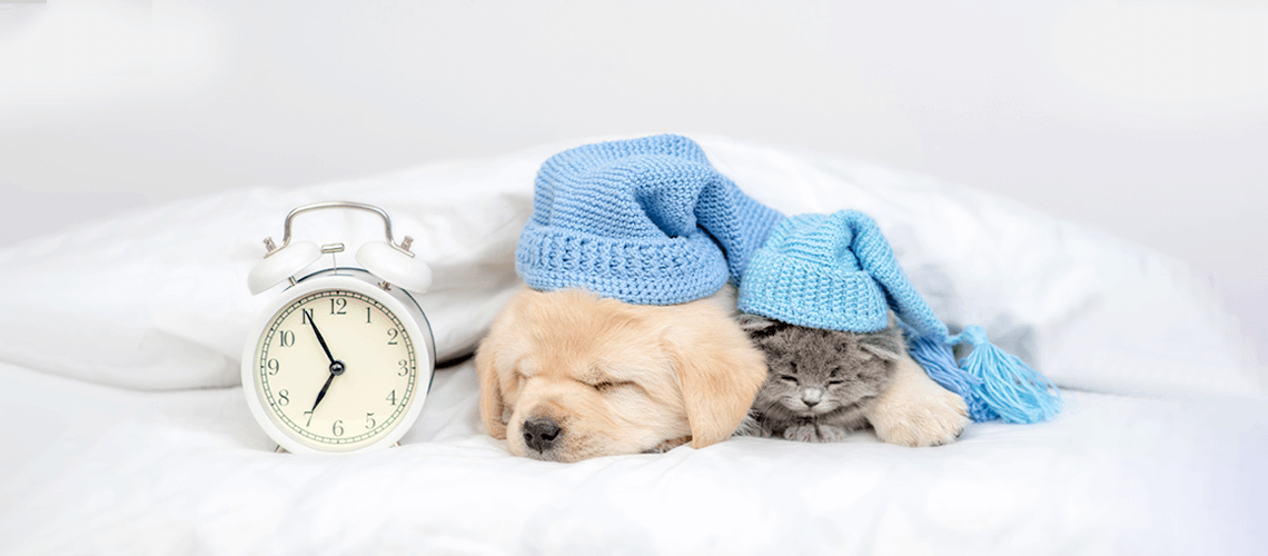 sleeping dog with clock