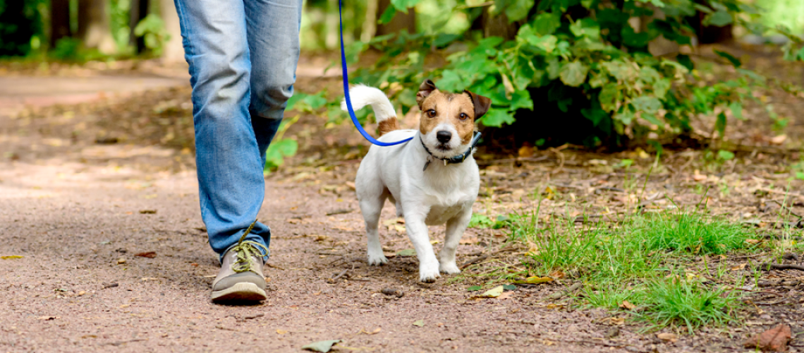 Loose-Leash-WalkingBlog-Banner