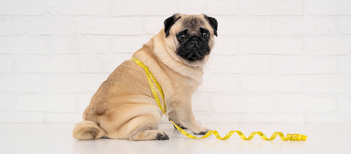 SEO-_-Blog-_-10-Must-Know-Pet-Wellness-and-Health-TipsBlog-Banner SEO-_-Blog-_-10-Must-Know-Pet-Wellness-and-Health-TipsBlog-Banner