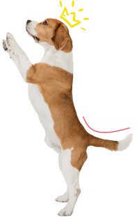 crown_dog_left